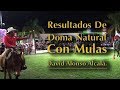 David Alonso Alcalá | Resultados de Doma Natural con Mulas