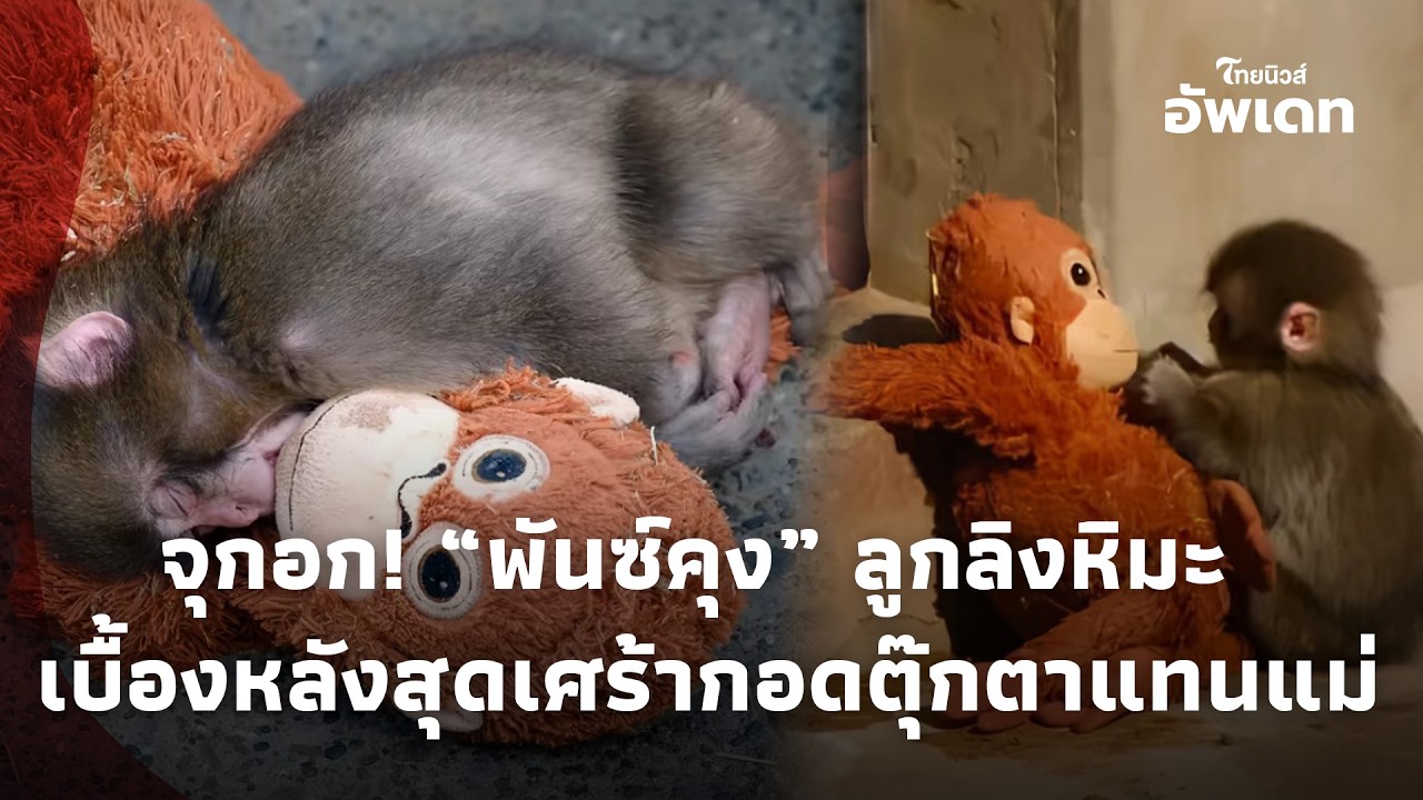จุกขั้วหัวใจ! “พันซ์คุง“ ลูกลิงหิมะ เบื้องหลังสุดเศร้า กอดตุ๊กตาแทนแม่ สะเทือนใจทั้งโซเชียล 16