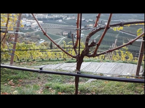 Video: Rochefort je stolové hrozno. Opis, rozmnožovanie odrezkami