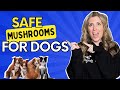 The Ultimate Guide to Feeding Mushrooms to Dogs: Safety, Incorporation, and Toxicity Signs