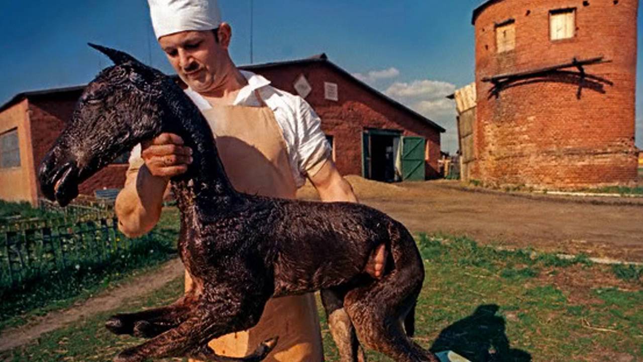 Мутации Животных Фото