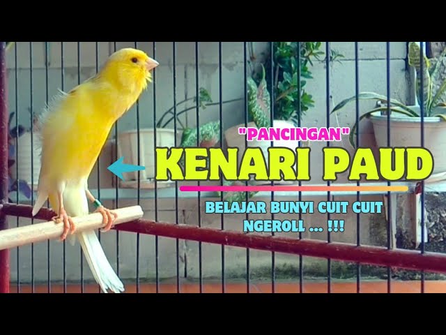 Wow❗Suara PANCINGAN KENARI PAUD BeLajar Bunyi NgeriwiK || Masteran KENARI Paud || Part 138 class=