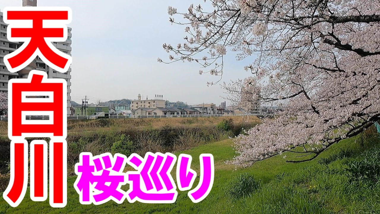 【名古屋のあそこ】名古屋市天白川の音聞橋から桜を求めて彷徨い走る。天白区役所横の桜が意外と穴場であることを確認しつつ、更に桜を求めて天白川を