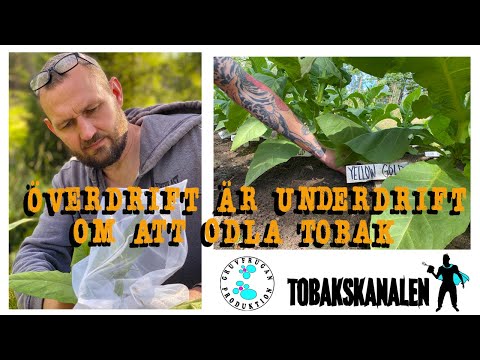 Video: Hur Man Odlar Gojibär