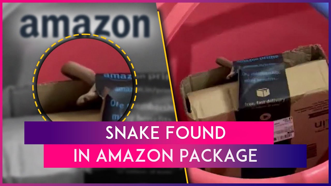 Snake Found In Amazon Package: Bengaluru Techie Finds Cobra Inside ...