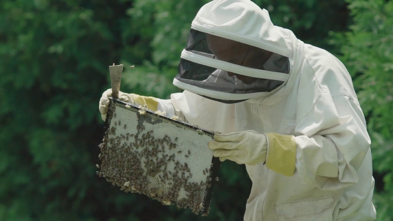 Made In Iowa Buzzed Bee Meadery YouTube