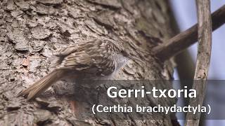 Gerri-txoria (Certhia brachydactyla), #TxoriaTxio