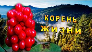 видео: /Корень Жизни/Таёжная История/(часть 2) картинка: /Корень Жизни/Таёжная История/(часть 2)