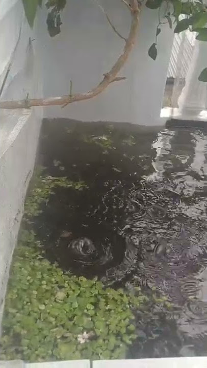 suara hujan menenangkan pikiran