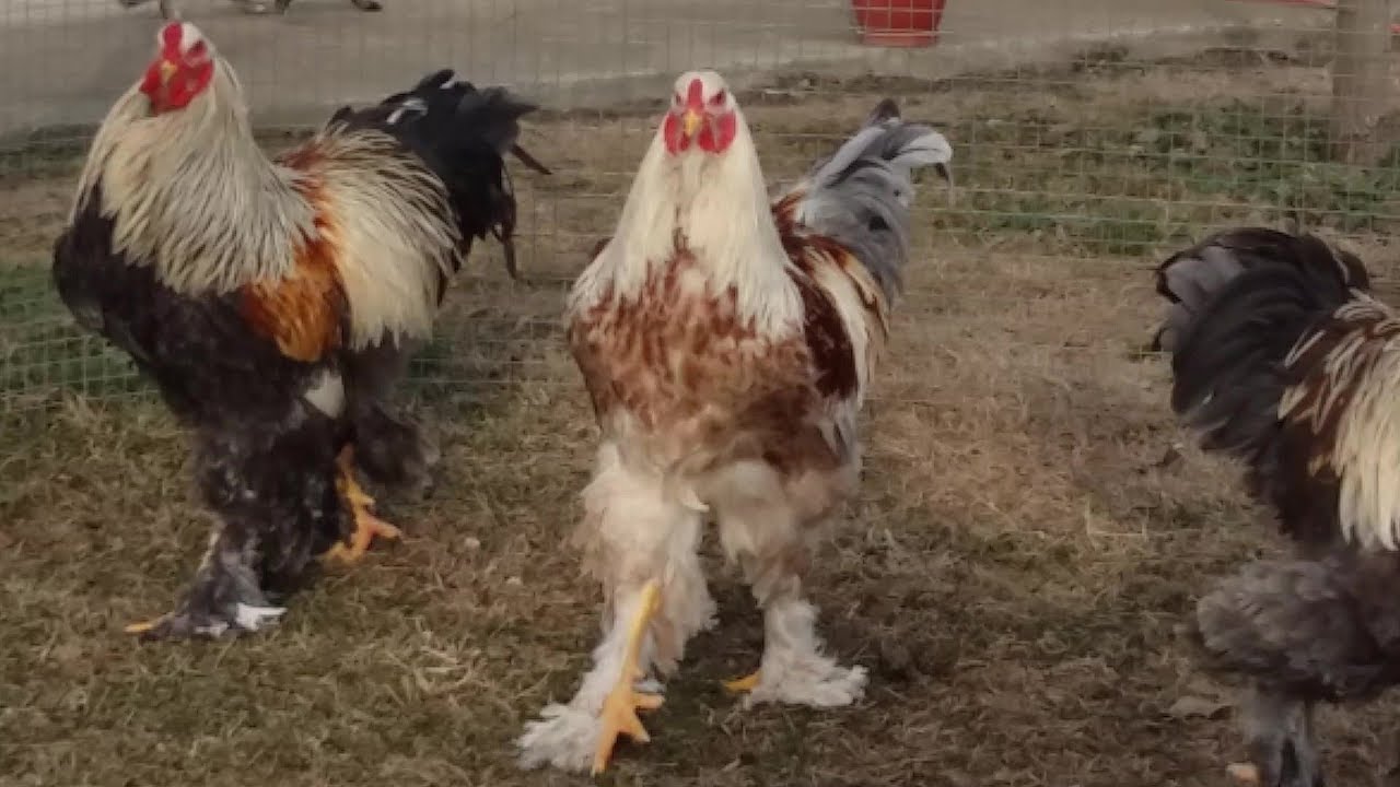 BSO SPLASH SALMON BSO SPLASH YOUNG BRAHMA ROOSTERS IN THE BACKYARD - FARMA SKYDRA.GR