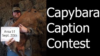 Capybara Caption Contest