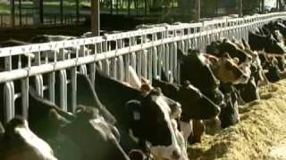 Caring For Animals On A Family Dairy Farm