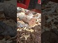 Super slow-mo on the chainsaw