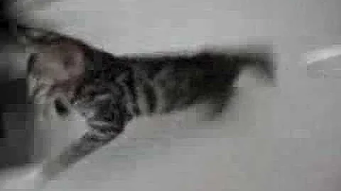 Watch the video about Cheap bengal toy