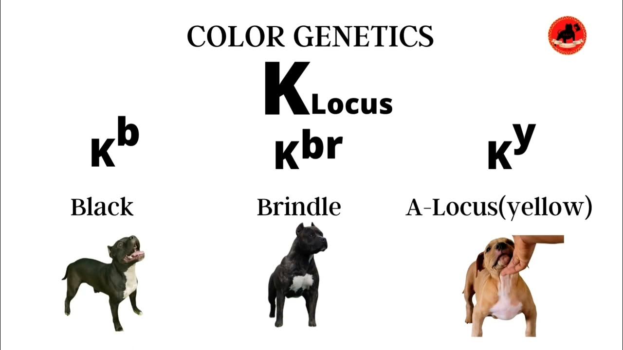 Dog Color "For Breeders" YouTube