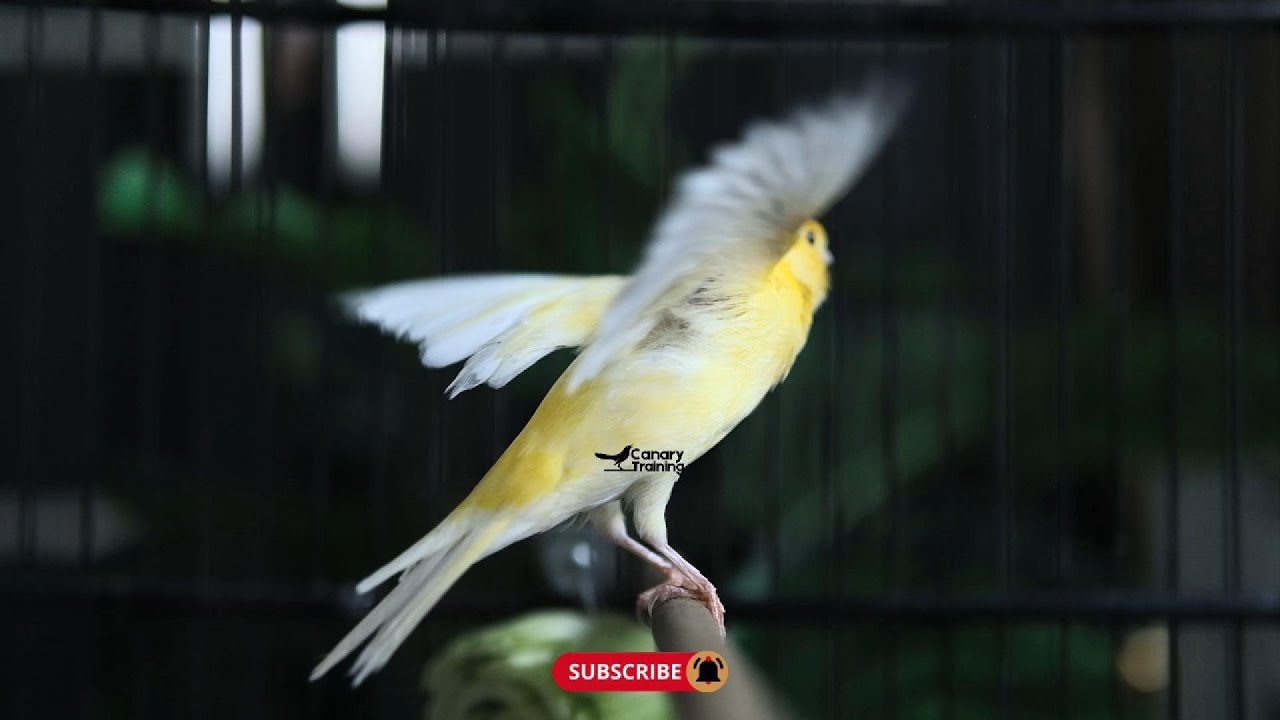 The Best Canary Singing For Training - YouTube