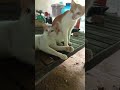 They're... the dogs and cats 🤣🤣🤣 #fypシ゚viral #funny #funnymemes
