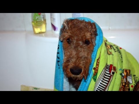Эрдельтерьер танцует после мытья. Airedale after bath.