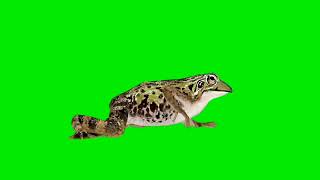 Frog 🐸 Walking Green Screen || मेढ़क ग्रीन स्क्रीन || Frog 🐸 Green Screen Background Video screenshot 4