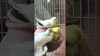 kroge kya 😜🐦#birdcare #birdbreeding #birds #petbirds #parrot #birdbreeder