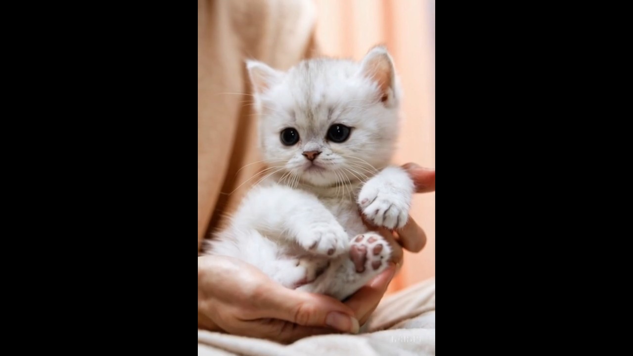 Pure Baby Kitten Moments 🐾💕 | PawPops Shorts 