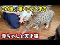 【凄すぎ】赤ちゃんの子守りが完璧すぎる犬と猫