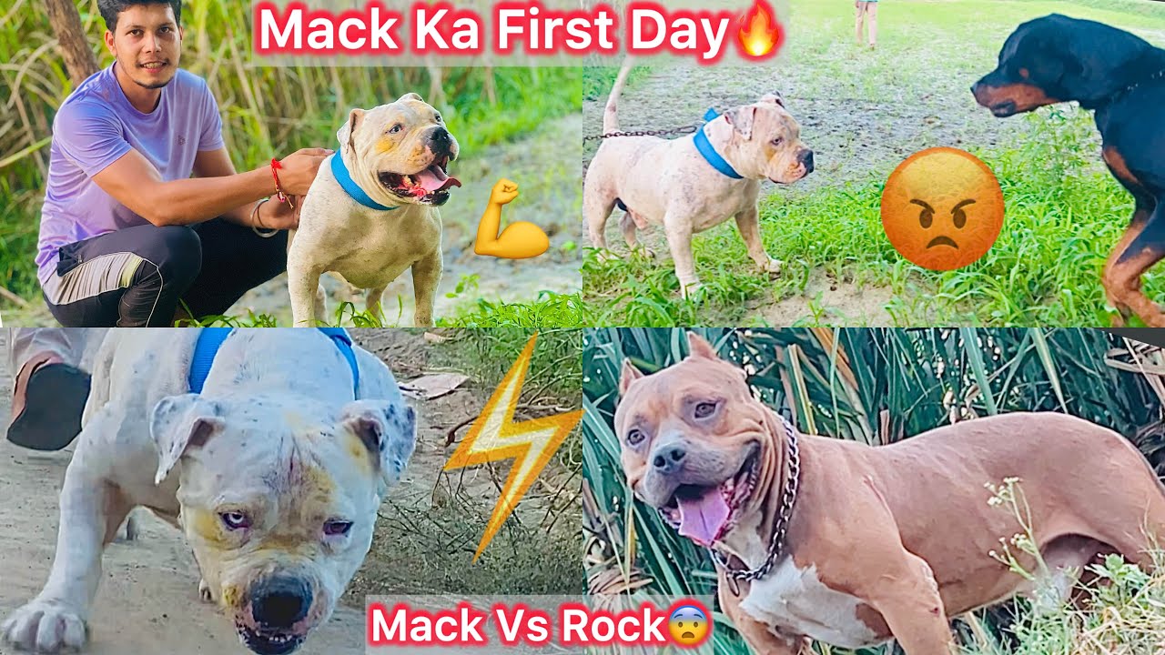 Rock New Dog Ko Dekhta He Gussa Mai Aagya😨|| Mack Ko First Time Bhar Le Gya🐶Rotwiller Dog Se Mila😨