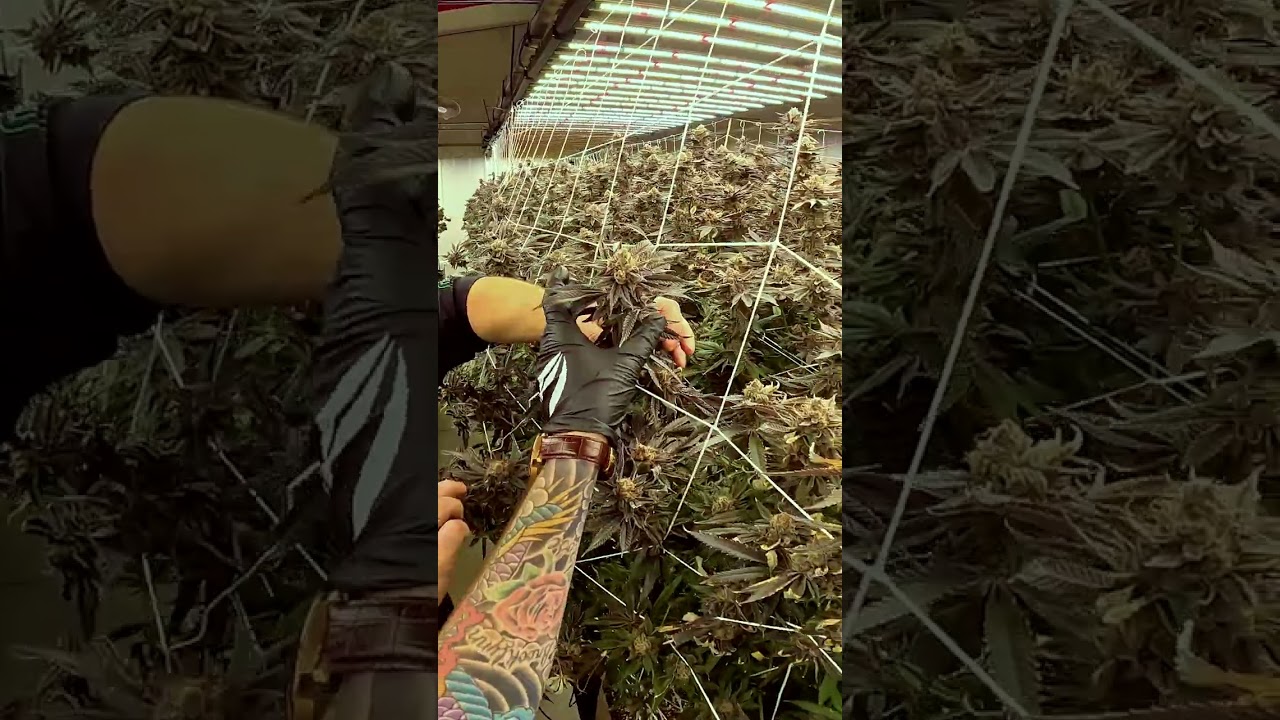 Greencoast has optimized their feeding program to achieve results. 