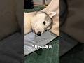 野生の牙を抜かれたハスキーの末路#ハスキン#シベリアンハスキー#犬と赤ちゃん#赤ちゃん返り犬#犬のいる生活