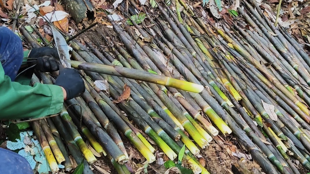It's Hard to Believe 😲 Just from one Bamboo root I can harvest a huge sack of bamboo shoots.
