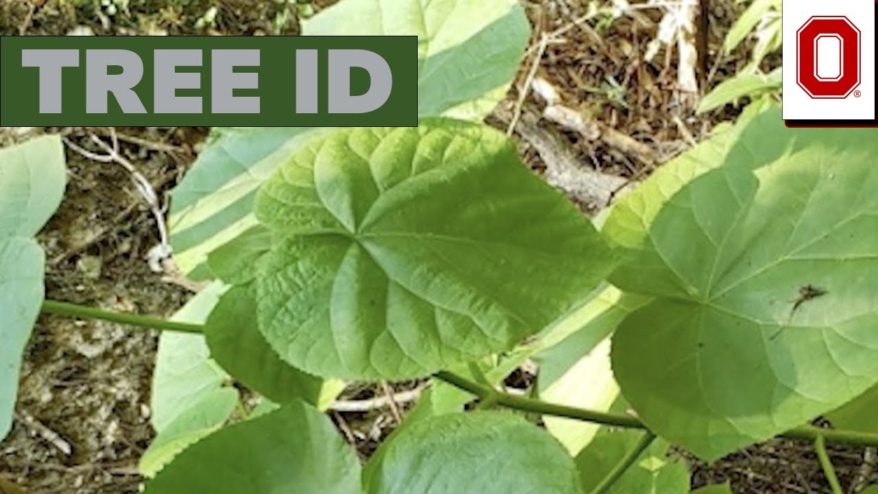 Идентификатор дерева: Павловния