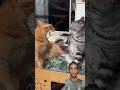 #cats #fight #amazing