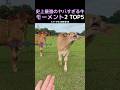 史上最強のヤバすぎる牛モーメント2 TOP5