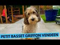 Petit Basset Griffon Vendéen - TOP 10 Interesting Facts