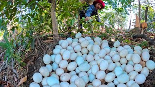 WOW WOW! a female farmer Harvest duck eggs a lot under mango tree at field near the forest by hand