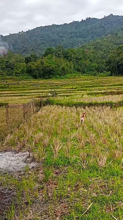 belajar di nan rami