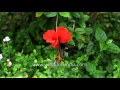 Redbreast butterfly on Hibiscus flower: slow motion filming