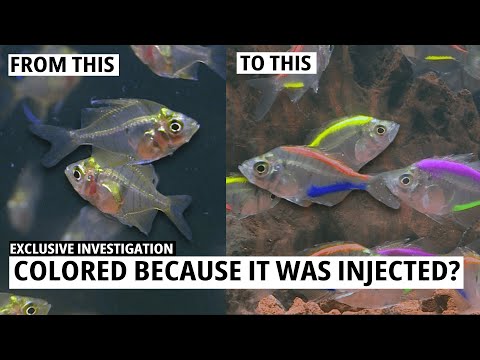 Undercover Investigation: Colored Fish Scandal in the Indonesian Market | Trans 7 Global (05/12/23)