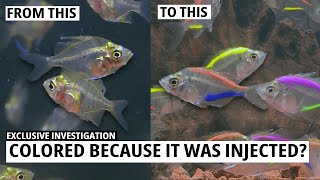 Undercover Investigation: Colored Fish Scandal in the Indonesian Market | Trans 7 Global (05/12/23)