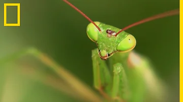 Pourquoi la mante religieuse mange son mari ?