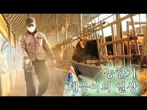 농한기에 태웅이는 뭐하면서 지낼까요??😉