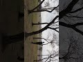 Среди деревьев. Безучастные [1]