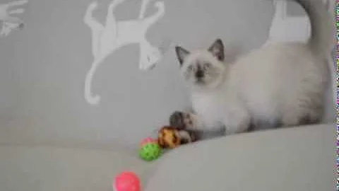 Watch the video about Silverbrook Byron seal colorpoint British Shorthair kitten