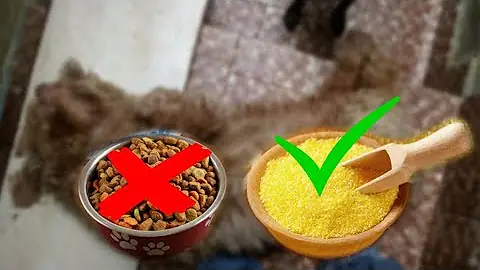 O que fazer quando a ração do cachorro acaba?