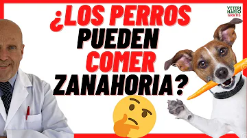 ¿Es bueno que los perros coman zanahorias crudas?