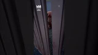 This Dog Is NOT Happy About Being Left 😂🐶