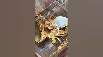 Hình ảnh hiếm gặp trong tự nhiên Cua lột xác #cuabien