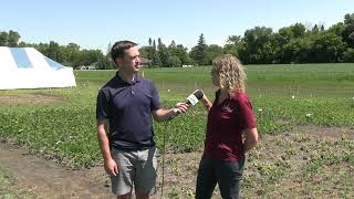 Soybean School: Keeping kochia under control as herbicide resistance spreads