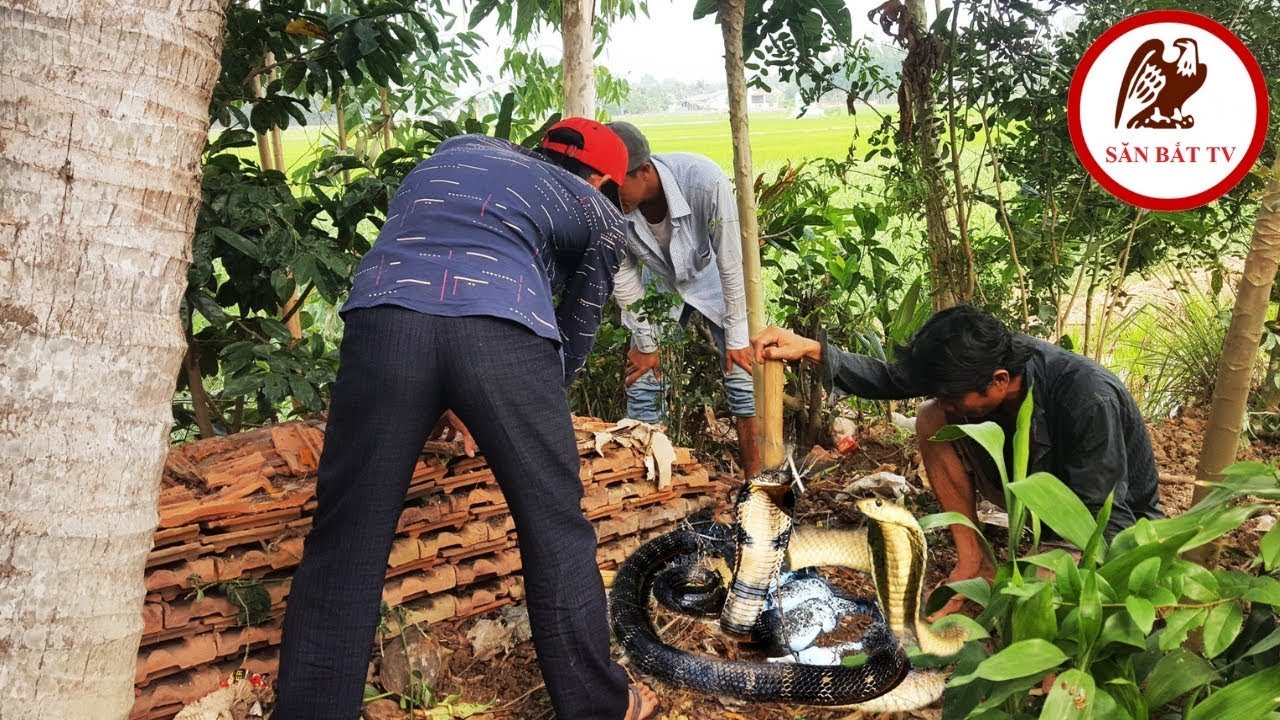 Đào hang bắt rắn: Trong nhà dân phát hiện nguyên Động Rắn Hổ Mang| Săn Bắt TV