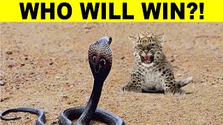 Leopard Vs King Cobra?! MENEGANGKAN - Duel Panas Antara Macan Tutul Dengan Ular Kobra?!